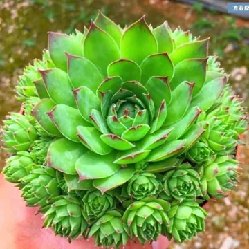 老桩多肉植物-老桩多肉植物促销价格、老桩多肉植物品牌- 淘宝