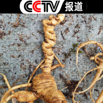 Buy 3 Get 1 free Fresh Ginseng Wild Mountain Ginseng 15 years Fresh Ginseng Changbai Mountain Wild Ginseng Forest Ginseng Sparkling Wine Fresh Ginseng