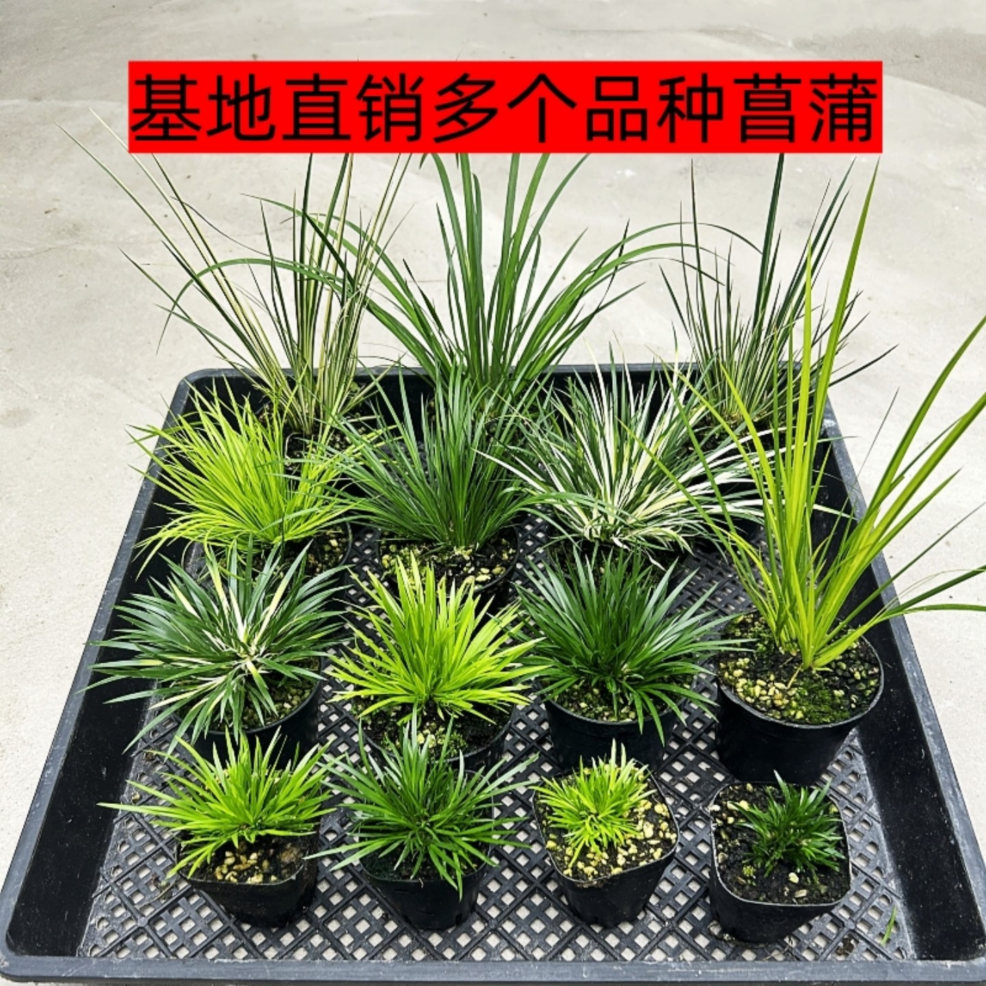 藍釉開片八方鉢 盆栽 多肉菖蒲盆栽 植木鉢 景德镇 装饰品 工艺品 置物 藍釉開片八方鉢 盆栽 多肉菖蒲盆栽 植木鉢 景德镇 装饰品 工艺品 置物
