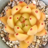 Золотая восковая завода Dongyun Import Office Office Pountop Pot Pounts