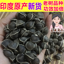 Authentic wild Moringa seeds India imported natural edible 500 kt grade mature black seed Moringa seeds