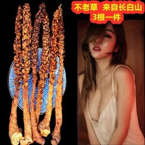 Ageless grass Wild ageless grass rejuvenating grass can be used with cistanche male tonic wine brewing material Wine brewing medicine material
