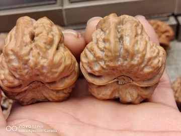 蛤蟆头核桃-蛤蟆头核桃促销价格、蛤蟆头核桃品牌- 淘宝