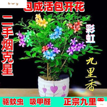 Nine-in-flower potted bonsai thick and fragrant 4-year plant Seven-in-a-flower room for good raising flowers and mosquito repellent green plant