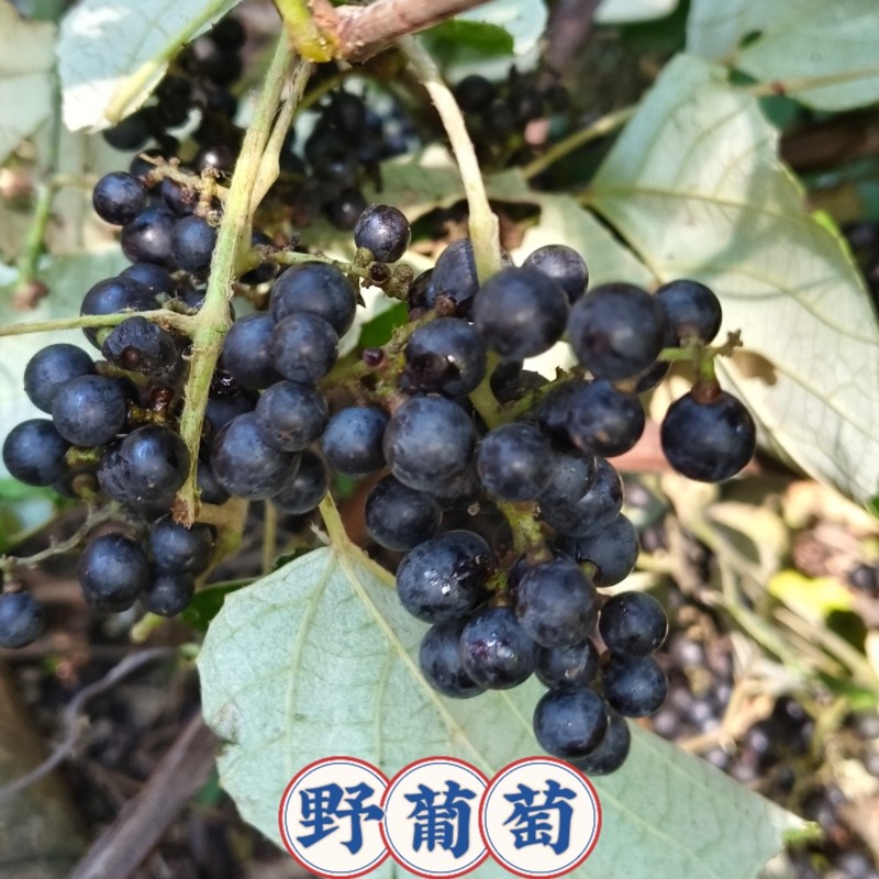 野葡萄苗-野葡萄苗促销价格、野葡萄苗品牌- 淘宝