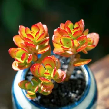 老桩多肉植物-老桩多肉植物促销价格、老桩多肉植物品牌- 淘宝