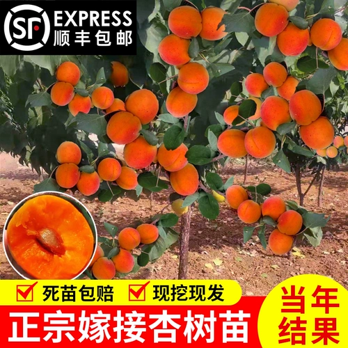 Абрикосовые саженцы для плодов деревьев привиты саженцы в горшках в горшках живые саженцы.