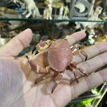 French PAPO bread crab simulation marine animal model toy wild 56047 bread crab crab 2020 models