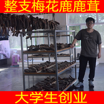  Sika deer dried antler whole branches Whole branches original antler slices soaked in wine Traditional Chinese medicine soaked in water horn gift box dried goods