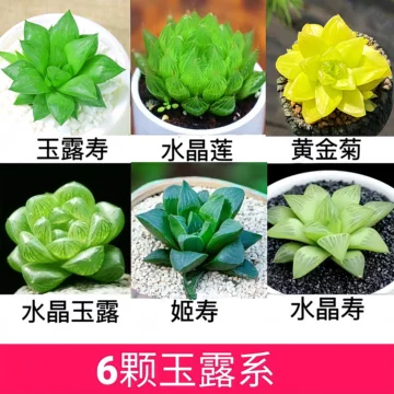 Top【選抜株】多肉植物 19935姬玉露錦 10個 鉢無し/脱土 【公式通販】