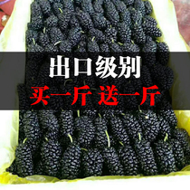 Wild mulberry dried Black mulberry premium tea Traditional Chinese medicine wine Xinjiang Black mulberry mulberry dried fruit flagship store