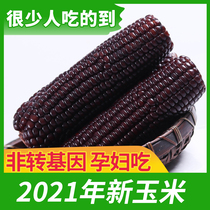Corn Black glutinous corn 10 sticks sticky corn fresh vacuum packaging ready-to-eat Northeast sweet sticky corn coarse grain weight loss meal