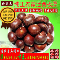 2021 good chestnut to farm authentic Qianxi chestnut fresh chestnut chestnut fresh chestnut hairy chestnut 3kg 5kg