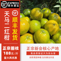 Xinhui Tianma fresh small green citrus tea branches fresh fruit 2021 circle branch Xinhui tangerine peel 2020 red skin