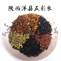 Yangxian colorful rice five-color brown rice purple rice red rice black rice yellow rice green rice mixed coarse grain rice Shaanxi specialty black glutinous rice