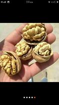 Xinjiang specialty paper-skinned walnuts pinch-to-open pregnant womens snacks all over the country