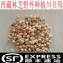 Tibet Nyingchi virgin forest wild planting Fritillaria artificial Sichuan shell 50 grams imitation wild environment planting