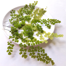 Iron wire fern oversized closed door grass pressed flower dried flower real leaf specimen diy greeting card drop glue mobile phone shell lighting material