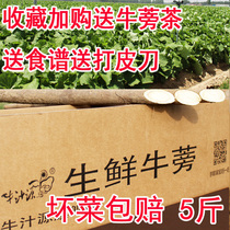 Niu Juice Source Golden Fresh Burdock Root Official Flagship Store Fresh Premium Burdock Poundroot