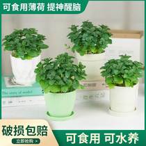 Mint Potted edible tea Edible Tea All Season Evergreen EASY TO LIVE LIANMENTO MINT LEAF FRY BALCONY MOSQUITO REPELLENT PLANT