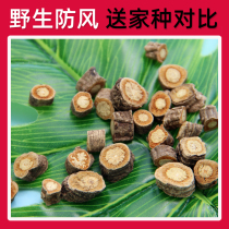 Pure Wild Guan Fangfeng Chinese Medicinal Materials 100 Fidelity Inner Mongolia North Fangfeng Hailar Wild Fangfeng