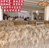 Reed dried flower living room home decoration wedding scene layout floor decoration wedding photo bouquet dog tail grass