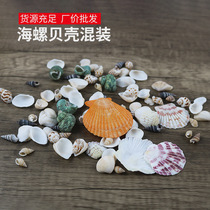 Mediterranean shell conch material aquarium fish tank decoration photography props exquisite natural scallop DIY