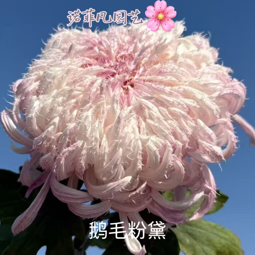 激レア新品予告 雪粉黛　大菊 ピンクorホワイト 菊の花 鹅毛粉黛大菊苗-鹅毛粉黛大菊苗促销价格、鹅毛粉黛大菊苗品牌- 淘宝
