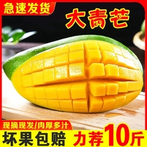 Authentic Vietnam imported big green mango seasonal tropical fresh fruit sweetheart mango golden yellow mango