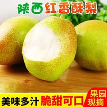 10 kg of fragrant pears crispy pears seasonal fresh fruit