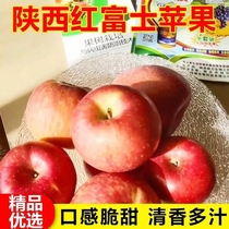 Authentic Shaanxi Luochuan crispy sweet red Fuji Seasonal picking fresh selected Yanan fruit rock sugar heart apple