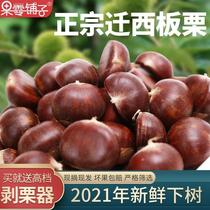 Qianxi chestnut fresh chestnut raw chestnut authentic wild oil chestnut fresh ready-to-eat new tree selection