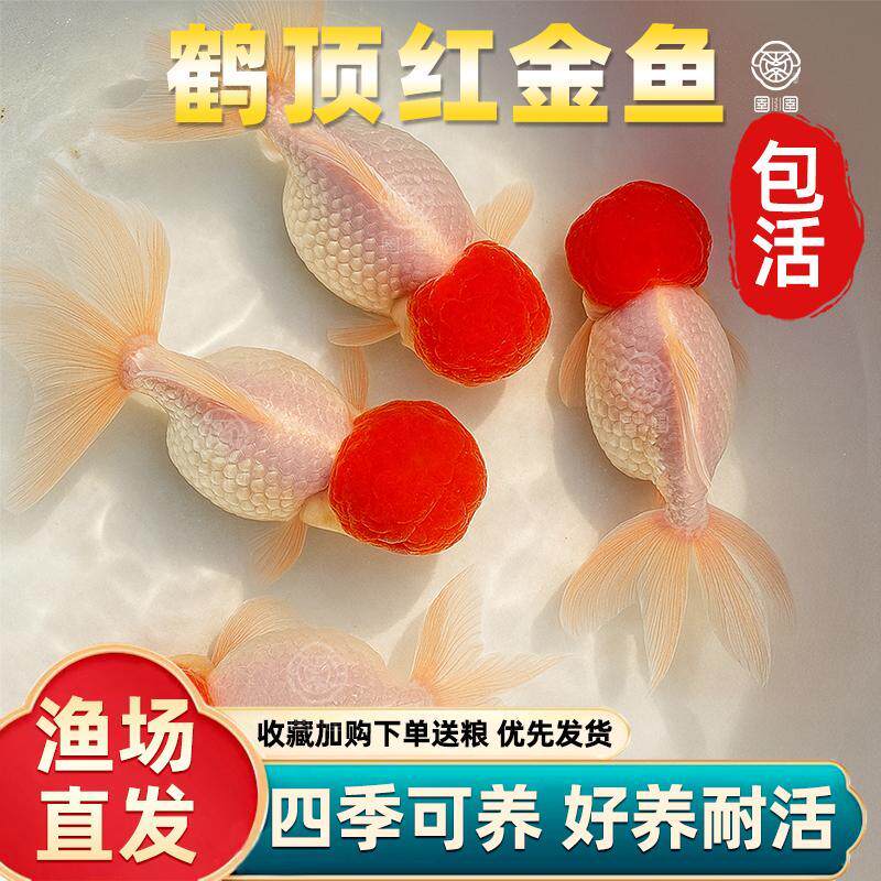丹顶红狮子头-丹顶红狮子头促销价格、丹顶红狮子头品牌- 淘宝