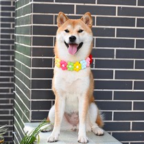  Japanese-style French bucket Corgi Shiba Inu Rainbow sun flower flower collar Dog cat small flower neck ring Necklace jewelry