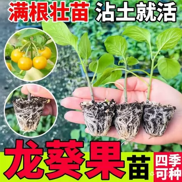 野葡萄苗-野葡萄苗促销价格、野葡萄苗品牌- 淘宝