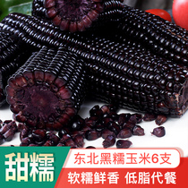Northeast organic fresh black waxy corn cobs 6 fresh sweet glutinous corn breakfast whole grain replacement meal ready-to-eat vacuum