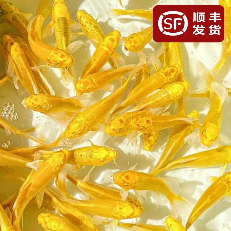 Domestic fish Resistant to live well to raise small fish Golden koi ornamental fish Lucky fish Freshwater cold water koi fish Dragon phoenix fry