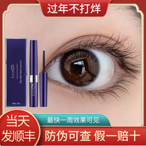 CAVILLA Cavera Eyelash Essence Raw Eyebrows Thick Dying and Long Fast Cavera Official Website