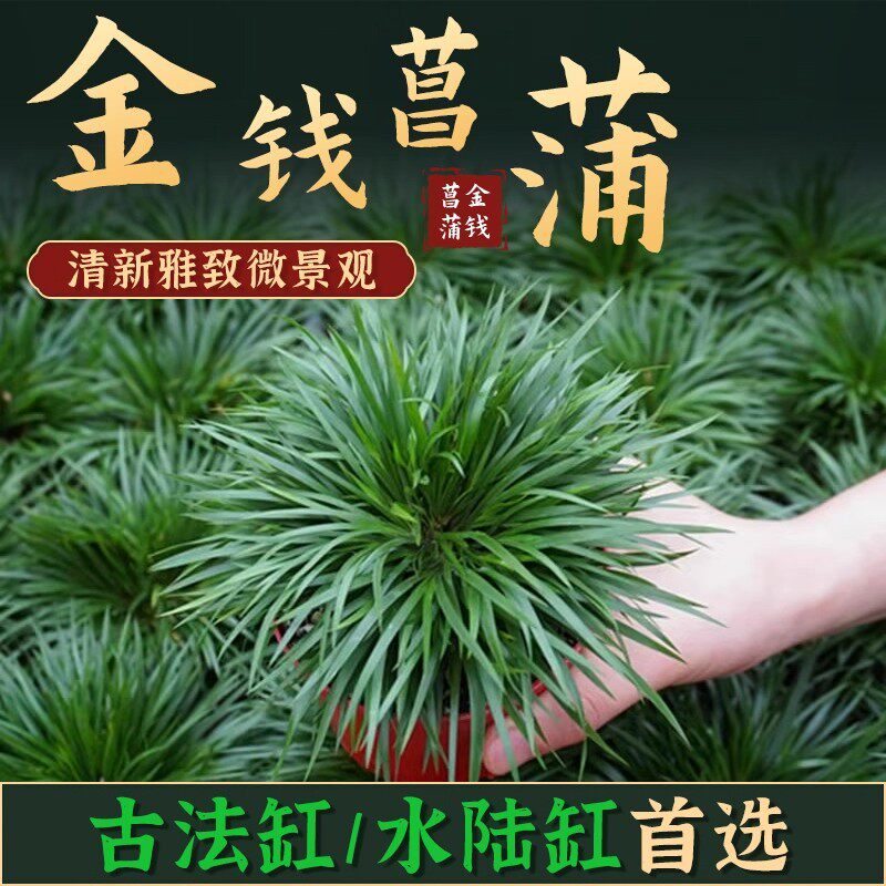 菖蒲盆景文房摆件-菖蒲盆景文房摆件促销价格、菖蒲盆景文房摆件品牌- 淘宝