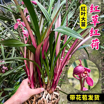 兰花红草-兰花红草促销价格、兰花红草品牌- 淘宝