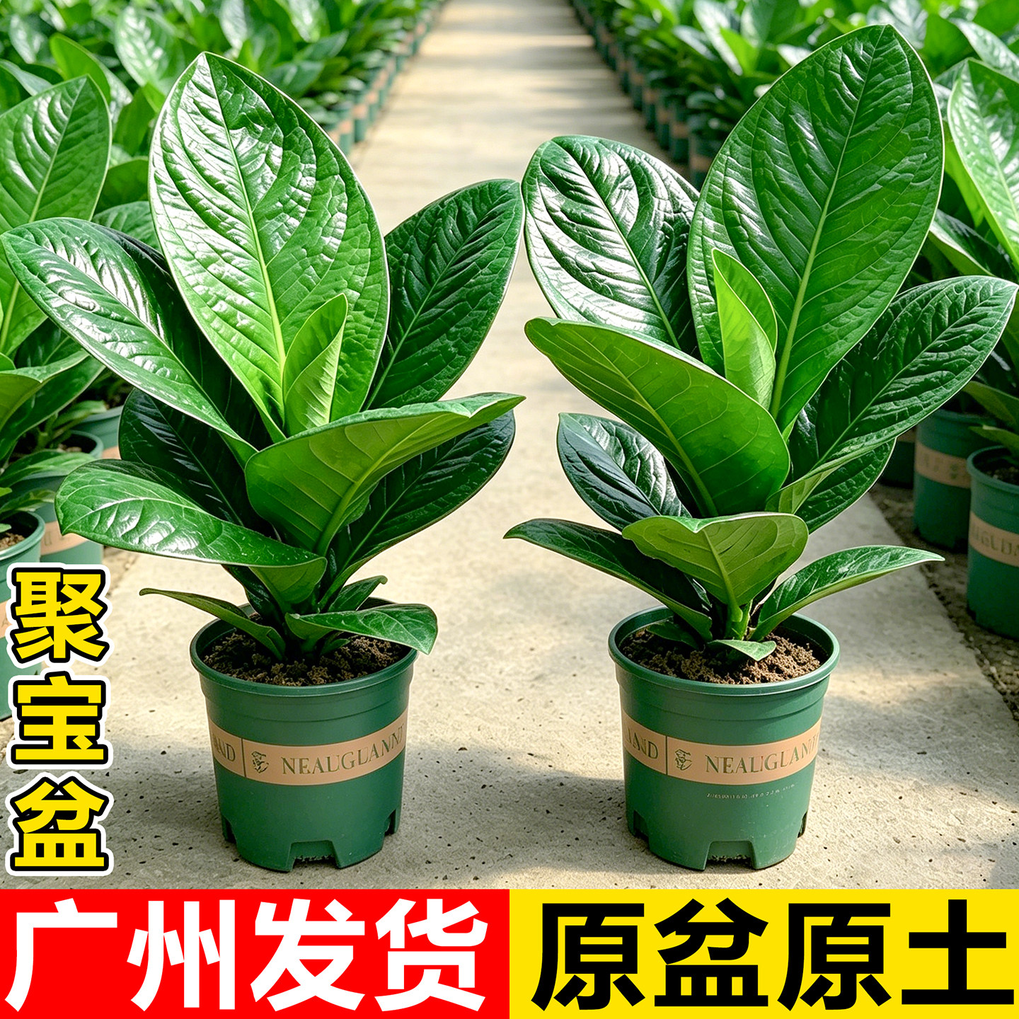 聚宝盆绿植-聚宝盆绿植促销价格、聚宝盆绿植品牌- 淘宝