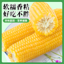 Northeast glutinous corn fresh non-GMO meal fat reduction Vacuum non-instant sticky corn cob 2020 bracts