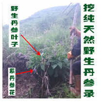 Gansu natural pure wild Danshen tablets 500 kt grade sulfur-free wild purple salvia miltiorrhiza can grind whole root
