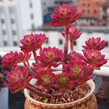 法师多肉植物老桩-法师多肉植物老桩促销价格、法师多肉植物老桩品牌- 淘宝