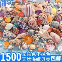 Natural small conch shell succulent micro landscape ornament glass wishing bottle kindergarten handmade diy material decoration