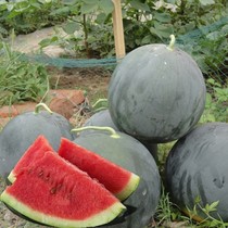 Love flower No 2 black skin large melon single fruit 26 kg four seasons vegetables and fruits large fruit oval seeds