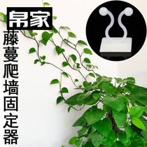 Climbing rose rose non-hole holder shelf green dime outdoor traction four seasons plastic Wall Flower Branch clip