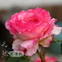 Spot classic rose Aurora ARIA New Product