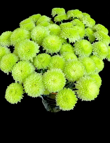 【Редкий】 Bruno Green Chrysanthemum с 2 или более бесплатной доставкой свежие нарезанные цветы.