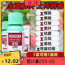 Root Rot Net Rotten Roots Dead Fry Root Rot Root Rot Root Rot Root Rot Yellow Leaf Dead Seedling Root Rot Preservation